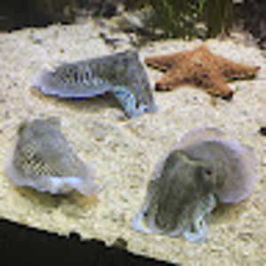 Meet your Posher, Nicholas